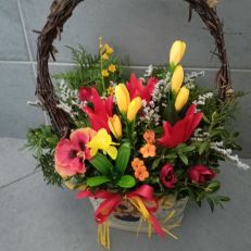 Truhlík Jarní mensí různé provedení dle dostupnosti